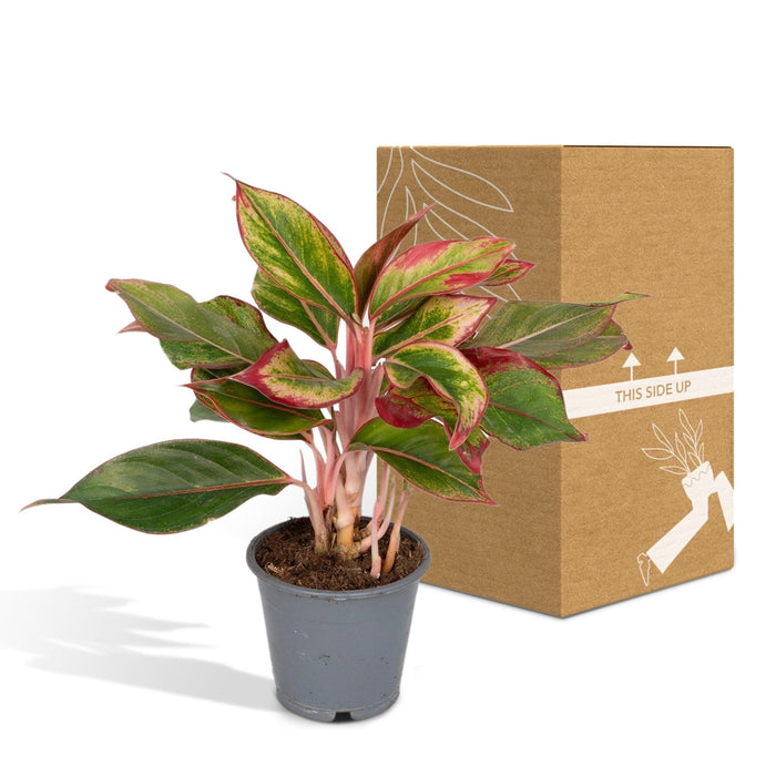 Aglaonema Creta