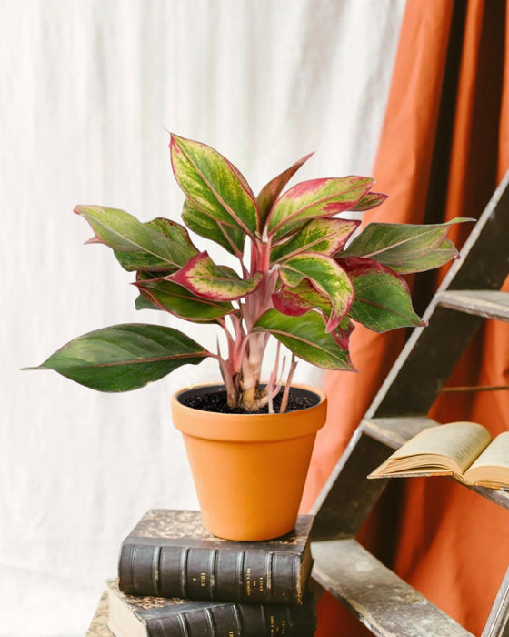 Aglaonema Creta