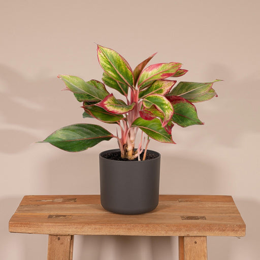 Aglaonema Creta