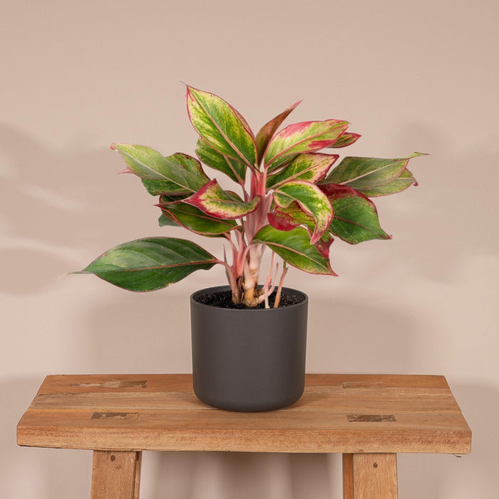 Aglaonema Creta