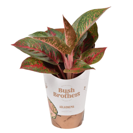 Aglaonema 'Stella Oscura'