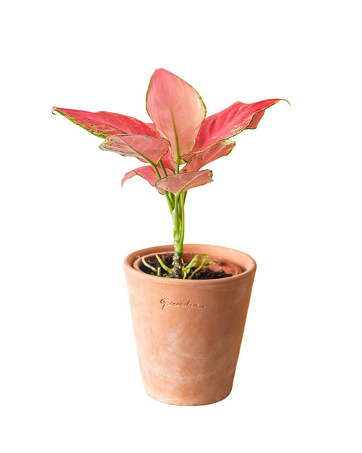 Aglaonema Fenicottero Rosa