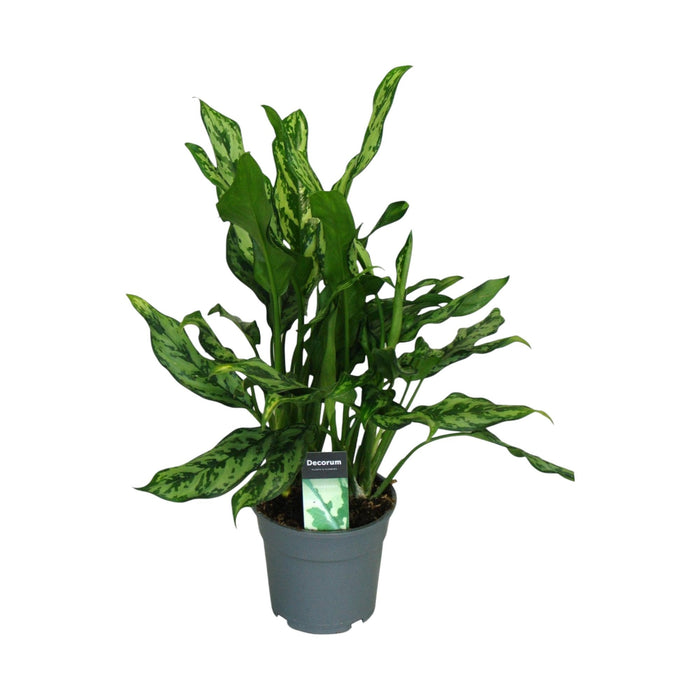 Aglaonema "Miss Julliette"