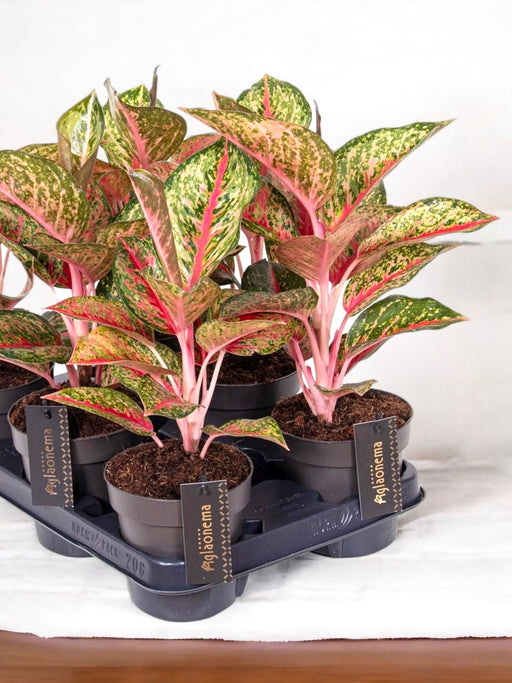 Aglaonema Paradiso Rosso