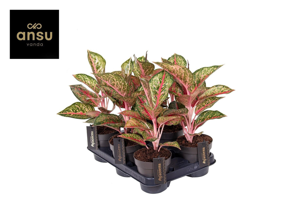 Aglaonema Paradiso Rosso