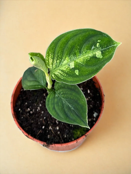 Aglaonema Pictum Bicolore