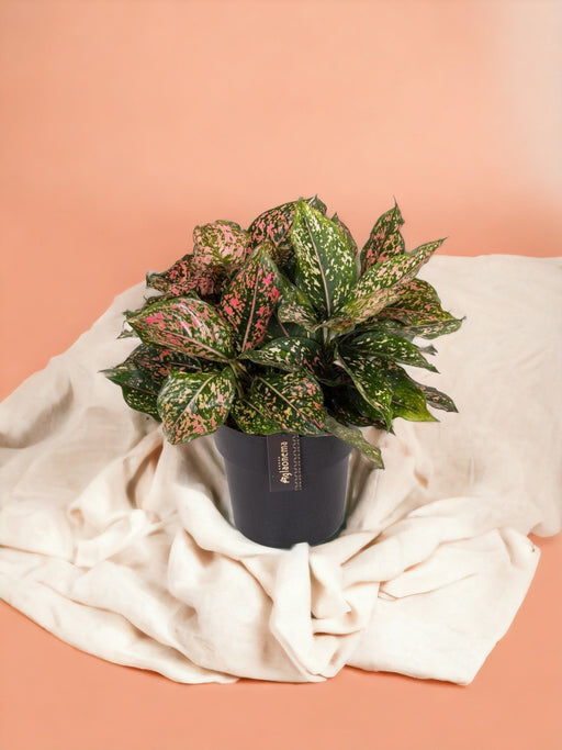 Leopardo Rosa Di Aglaonema