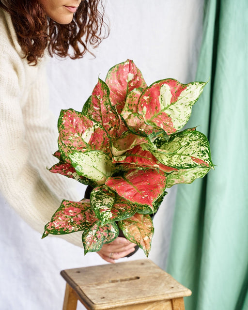 Aglaonema Gioia Rossa