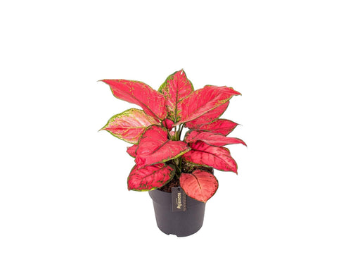 Aglaonema Gioia Rossa