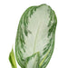 Aglaonema Baia Argento H55Cm