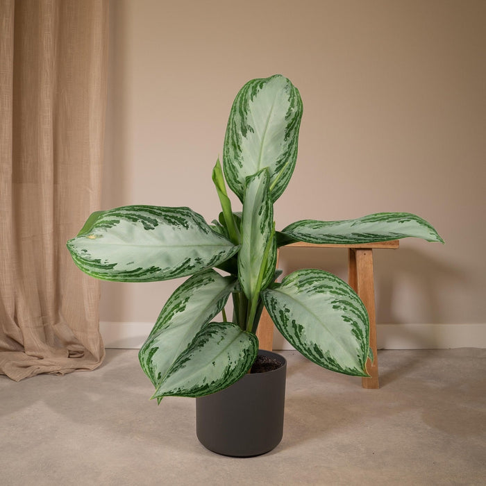 Aglaonema Baia Argento H55Cm