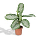 Aglaonema Baia Argento H55Cm