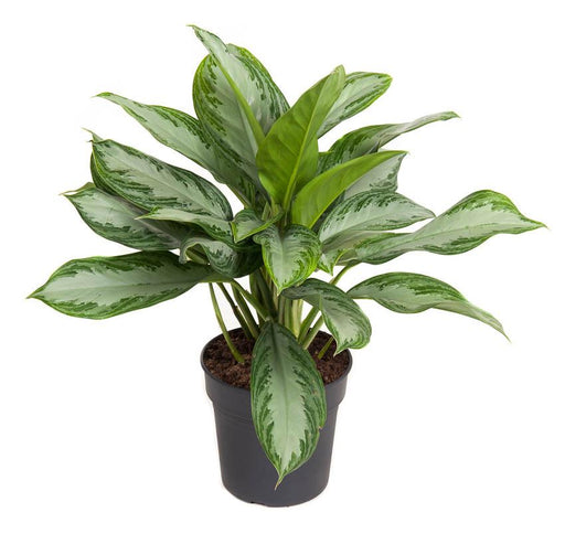 Aglaonema 'Baia d'Argento'