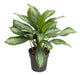 Aglaonema 'Baia d'Argento'