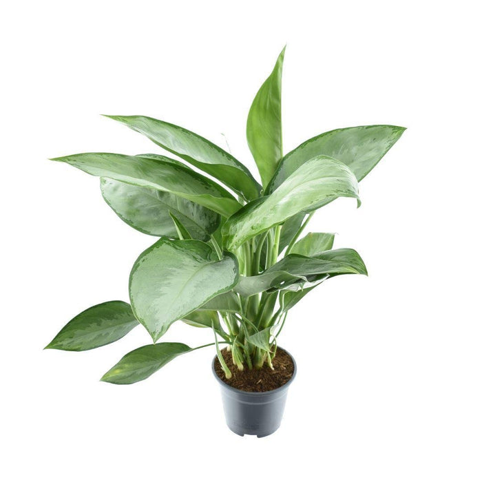 Aglaonema Silverado