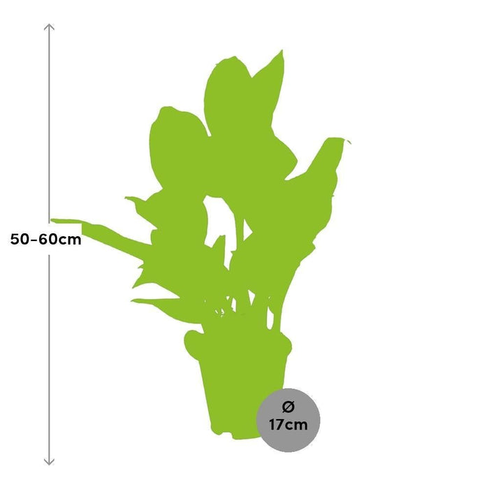 Strisce Di Aglaonema