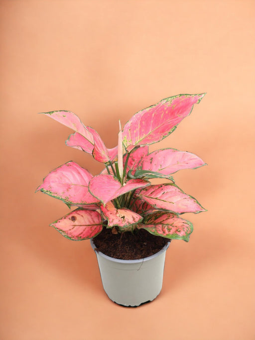 Stella Solare Aglaonema