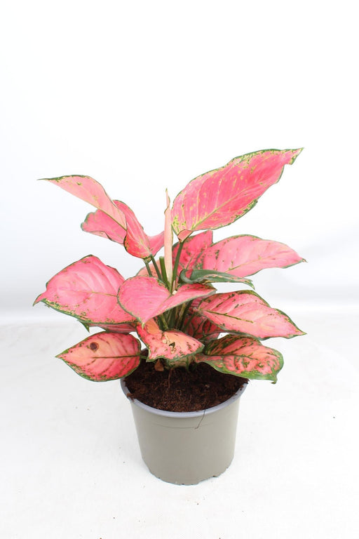 Stella Solare Aglaonema