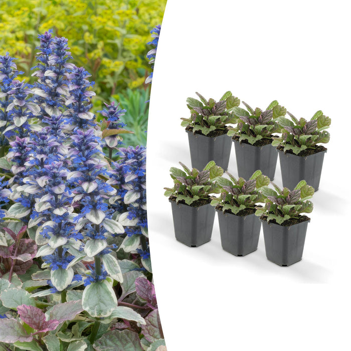 Ajuga Reptans 'Burgundy Glow' - Confezione Da 6