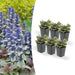 Ajuga Reptans 'Burgundy Glow' - Confezione Da 6
