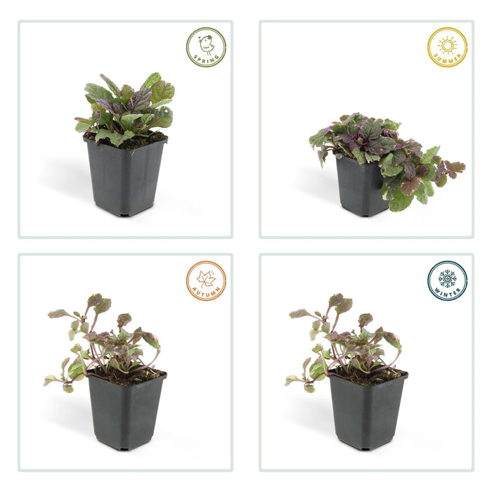 Ajuga Reptans 'Burgundy Glow' - Confezione Da 6