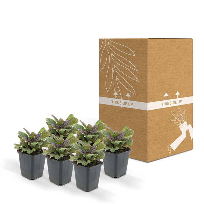 Ajuga Reptans 'Burgundy Glow' - Confezione Da 6