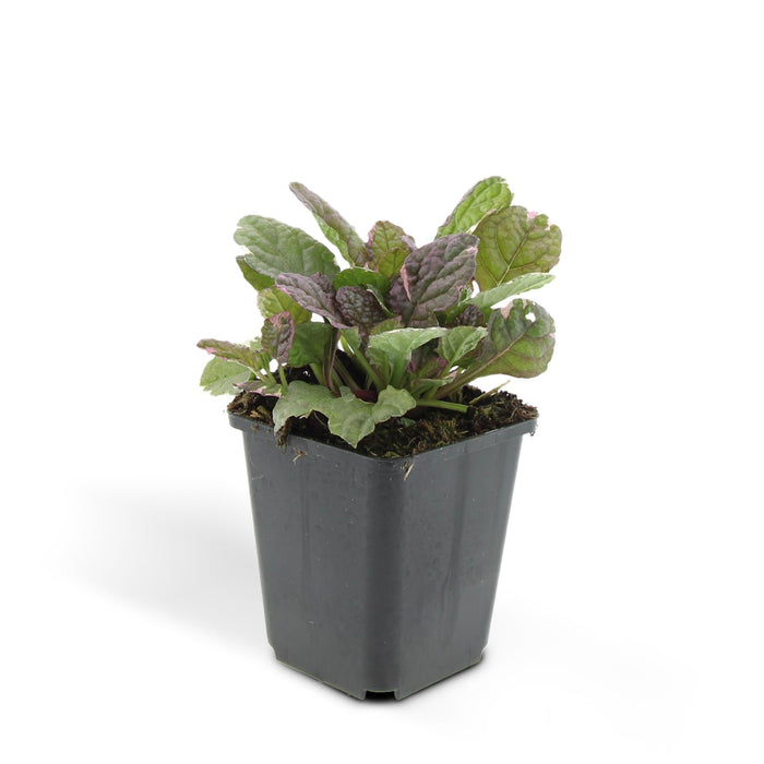 Ajuga Reptans 'Burgundy Glow' - Confezione Da 6