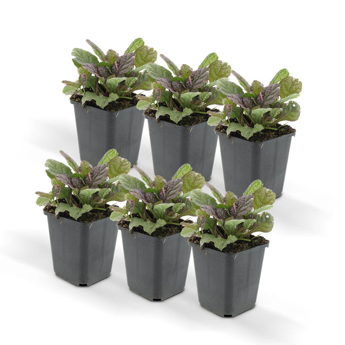 Ajuga Reptans 'Burgundy Glow' - Confezione Da 6