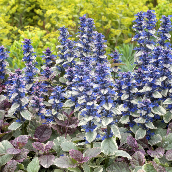 Ajuga Reptans 'Burgundy Glow' - Confezione Da 6