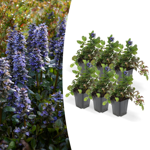 Ajuga Reptans - Confezione Da 6