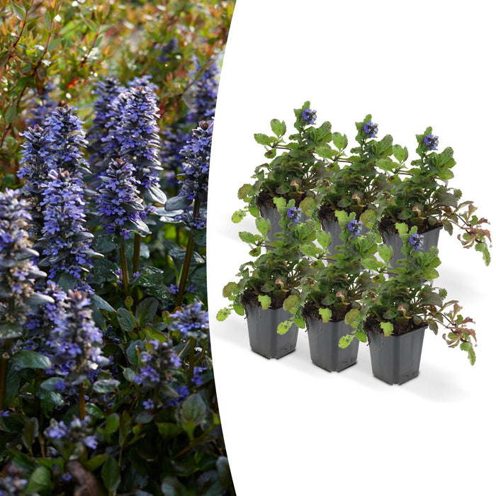 Ajuga Reptans - Confezione Da 6