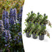 Ajuga Reptans - Confezione Da 6