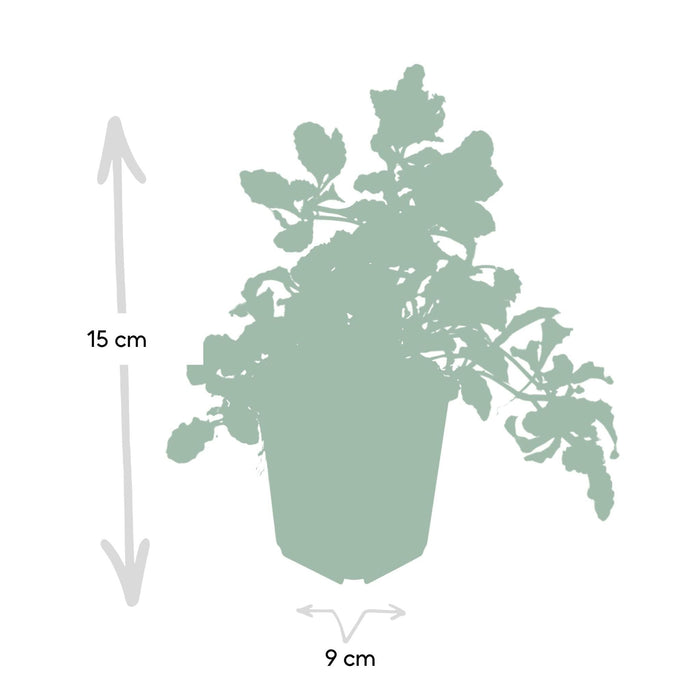 Ajuga Reptans - Confezione Da 6