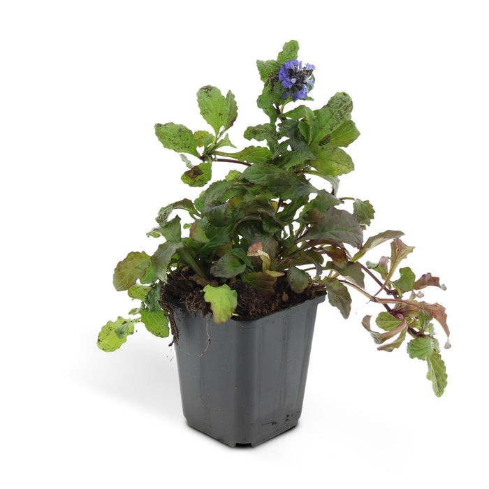 Ajuga Reptans - Confezione Da 6