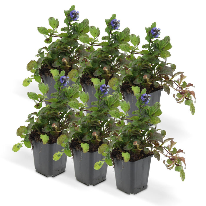 Ajuga Reptans - Confezione Da 6