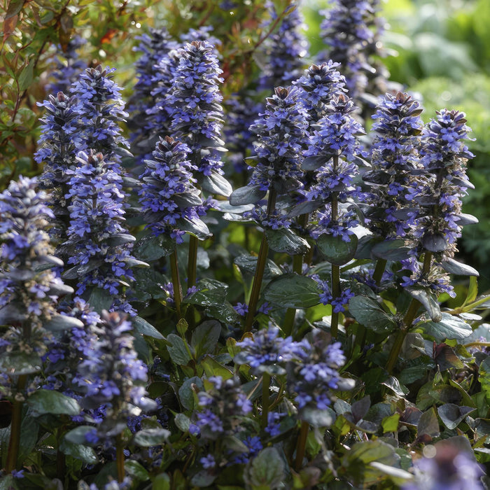 Ajuga Reptans - Confezione Da 6