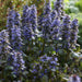 Ajuga Reptans - Confezione Da 6