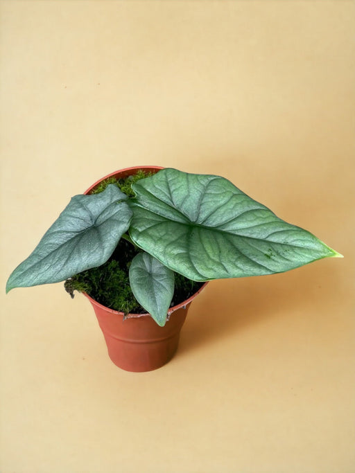 Alocasia Bisma Argento