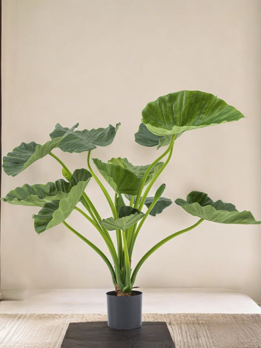 Alocasia Calioora - Pianta Verde Artificiale