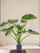 Alocasia Calioora - Pianta Verde Artificiale