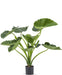 Alocasia Calioora - Pianta Verde Artificiale