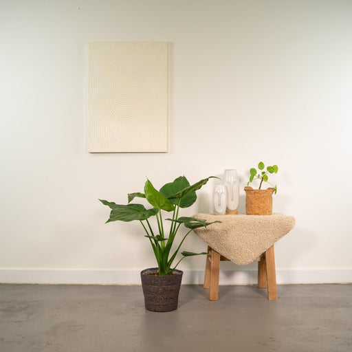 Alocasia Cucullata E Il Suo Cesto Di Vimini