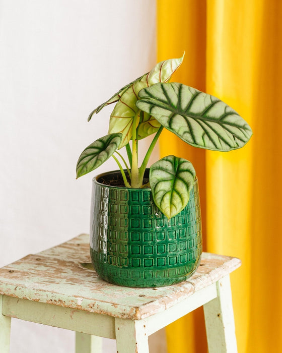 Scaglia Di Drago Di Alocasia Argento