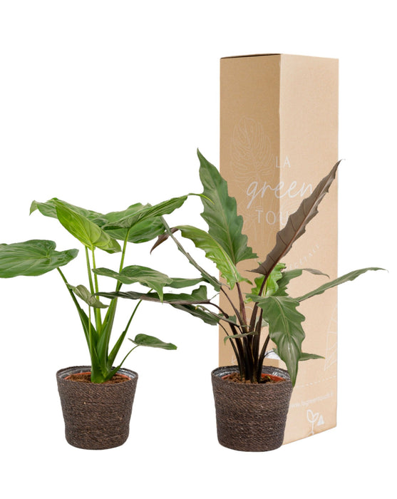 Alocasia Lauterbachiana - Set Di 2 Piante - Confezione Regalo