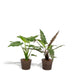 Alocasia Lauterbachiana - Set Di 2 Piante - Confezione Regalo