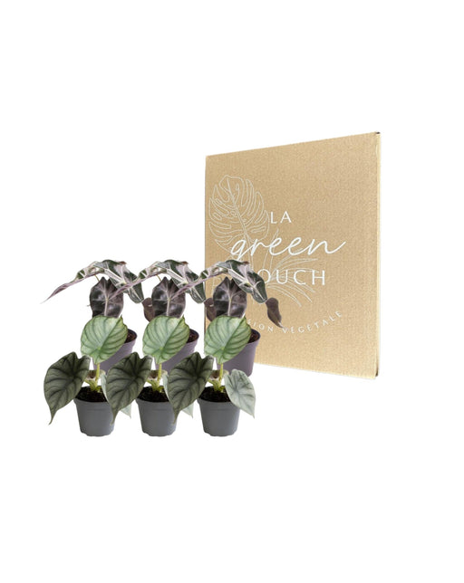 Alocasia - Set Di 6 Piante - Confezione Regalo