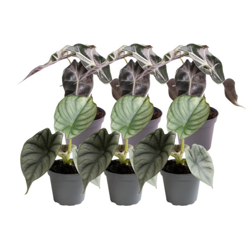 Alocasia - Set Di 6 Piante - Confezione Regalo