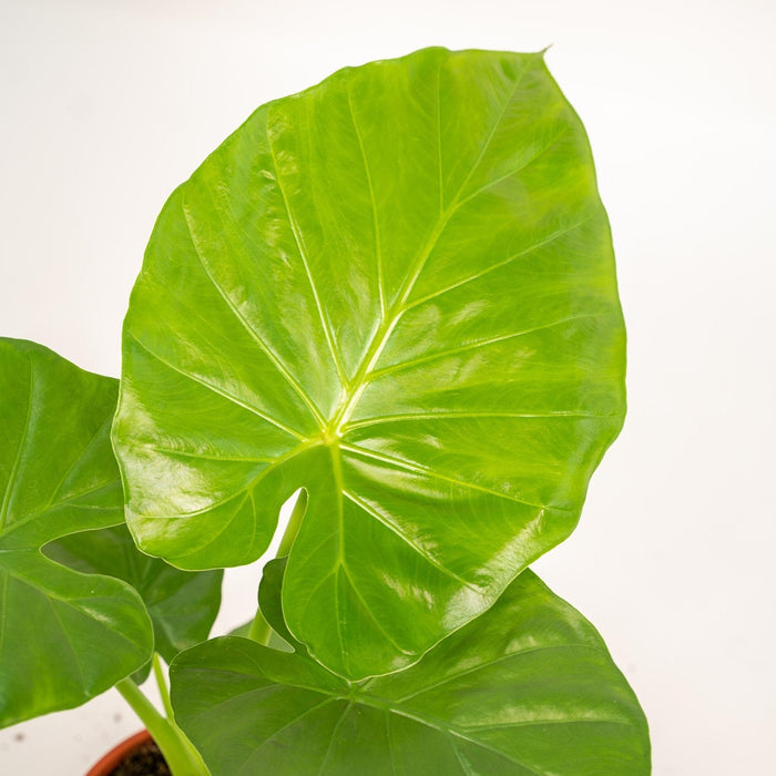 Alocasia Macrorrhiza