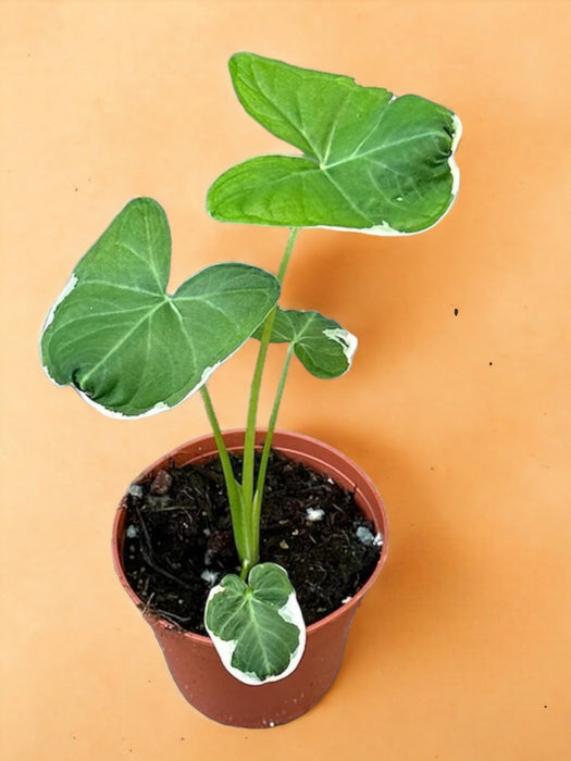 Alocasia Topolino