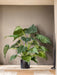 Alocasia - Pianta Verde Artificiale